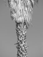 BLACK & WHITE Hasselblad photo art by Swiss photographer TOMas Rodak for sale at TOMs FLOWer CLUB, limited edition of floral contemporary art. 