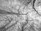 Tree, black and white Hasselblad photography, floral photography by TOMas Rodak, TOMs FLOWer CLUB.