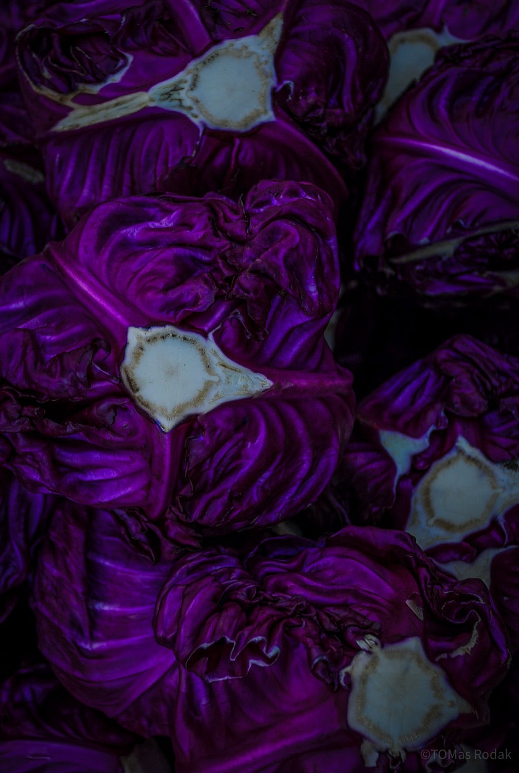 Kochbuch, Kochen, organic vegetable, Gemüse, Bio, TOMs FLOWer CLUB, Tomas Rodak, photography, Landhaus, country side, leaf photography, Blattfoto, Kitchen design, pictures for kitchen, Küchen, Küche, green, red, Kraut, Rotkraut, red cabbage,