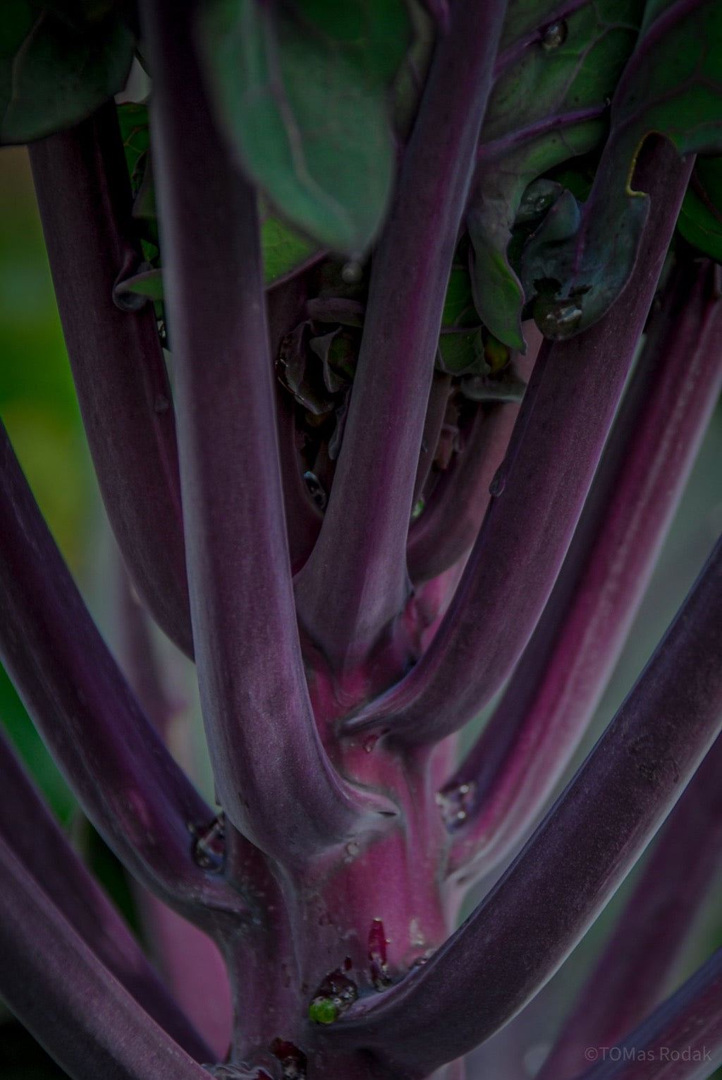 Kochbuch, Kochen, organic vegetable, Gemüse, Bio, TOMs FLOWer CLUB, Tomas Rodak, photography, Landhaus, country side, leaf photography, Blattfoto, Kitchen design, pictures for kitchen, Küchen, Küche, green, red, Kraut, Rotkraut, red cabbage,