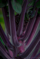 Kochbuch, Kochen, organic vegetable, Gemüse, Bio, TOMs FLOWer CLUB, Tomas Rodak, photography, Landhaus, country side, leaf photography, Blattfoto, Kitchen design, pictures for kitchen, Küchen, Küche, green, red, Kraut, Rotkraut, red cabbage,