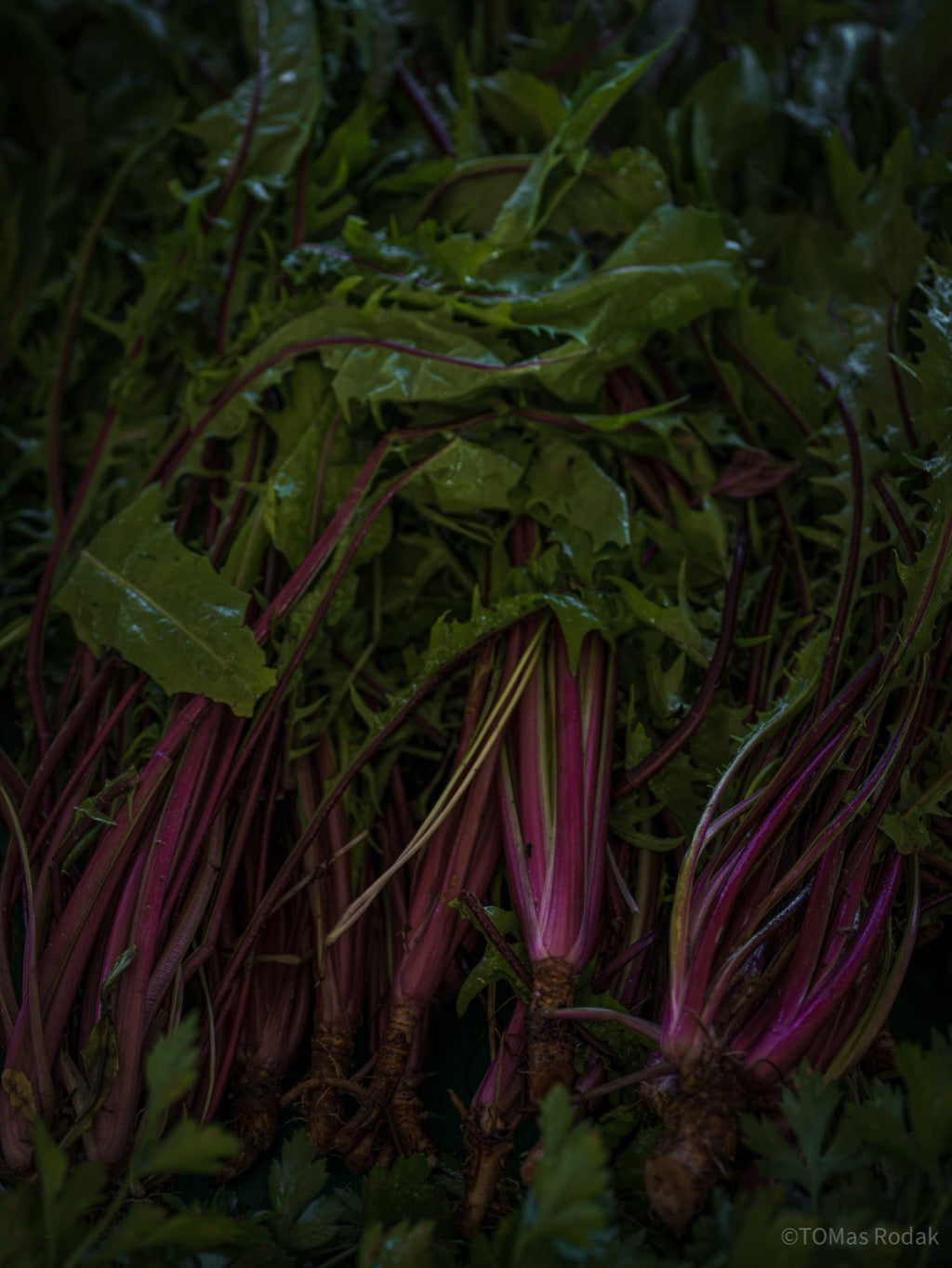 Kochbuch, Kochen, organic vegetable, Gemüse, Bio, TOMs FLOWer CLUB, Tomas Rodak, photography, Landhaus, country side, leaf photography, Blattfoto, Kitchen design, pictures for kitchen, Küchen, Küche, green, Farmers market, Salat