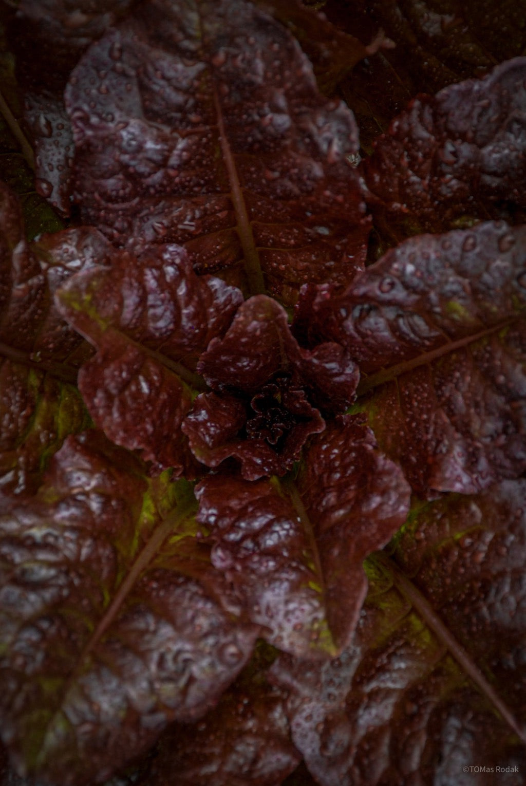 Kochbuch, Kochen, organic vegetable, Gemüse, Bio, TOMs FLOWer CLUB, Tomas Rodak, photography, Landhaus, country side, leaf photography, Blattfoto, Kitchen design, pictures for kitchen, Küchen, Küche, Farmers market, red lover, Salat, red salat, 