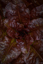 Kochbuch, Kochen, organic vegetable, Gemüse, Bio, TOMs FLOWer CLUB, Tomas Rodak, photography, Landhaus, country side, leaf photography, Blattfoto, Kitchen design, pictures for kitchen, Küchen, Küche, Farmers market, red lover, Salat, red salat, 