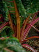 Kochbuch, Kochen, organic vegetable, Gemüse, Bio, TOMs FLOWer CLUB, Tomas Rodak, photography, Landhaus, country side, leaf photography, Blattfoto, Kitchen design, pictures for kitchen, Küchen, Küche, Farmers market, red lover, Salat, red salat,