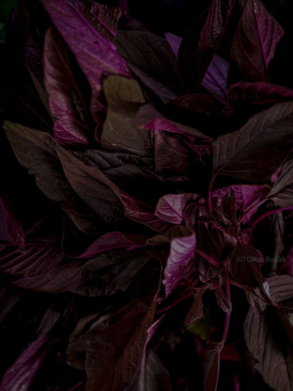 Kochbuch, Kochen, organic vegetable, Gemüse, Bio, TOMs FLOWer CLUB, Tomas Rodak, photography, Landhaus, country side, leaf photography, Blattfoto, Kitchen design, pictures for kitchen, Küchen, Küche, Farmers market, red lover, Salat, red salat,