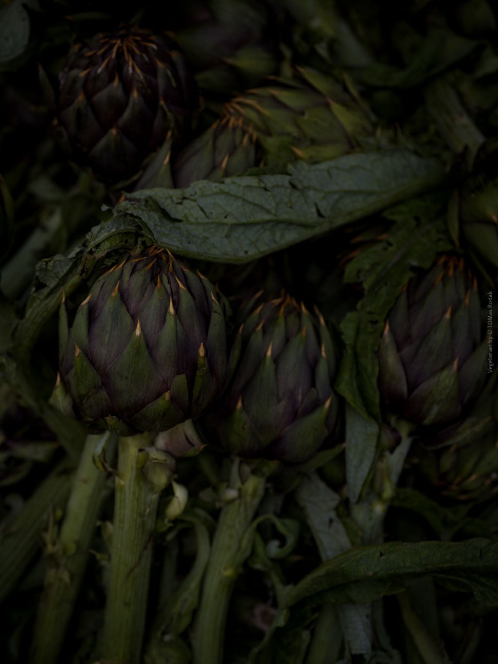 TOMAS RODAK, TOMs FLOWer CLUB, Kochbuch, Kochen, organic vegetable, Gemüse, Bio, TOMs FLOWer CLUB, Tomas Rodak, photography, Landhaus, country side, leaf photography, Blattfoto, Kitchen design, pictures for kitchen, Küchen, Küche, Farmers market, green still life