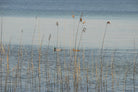 Reflection, meditation, work life balance, TOMs FLOWer CLUB, Tomas Rodak, photography, horizon, water photography, Water, Wasser, Meditation, Wolken, Clouds, Wasserrauschen, blue, blau, Mallorca, La reunion, sea, Schwimmen, blaue Lagune, birds, dug, couple