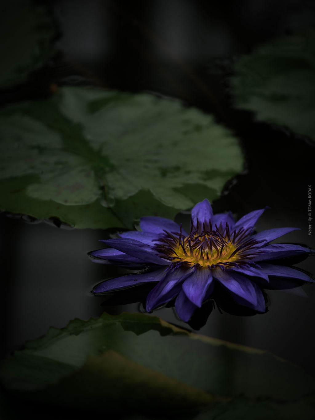 Water lily reflection at night captured by Swiss Hasselblad photographer TOMas Rodak - fine art print for sale as limited edition at TOMs FLOWer CLUB.
