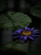 Water lily reflection at night captured by Swiss Hasselblad photographer TOMas Rodak - fine art print for sale as limited edition at TOMs FLOWer CLUB.