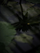 Tranquil violet water lily still life photographed with a Hasselblad camera by TOMas Rodak, available as high-quality limited edition art print online.