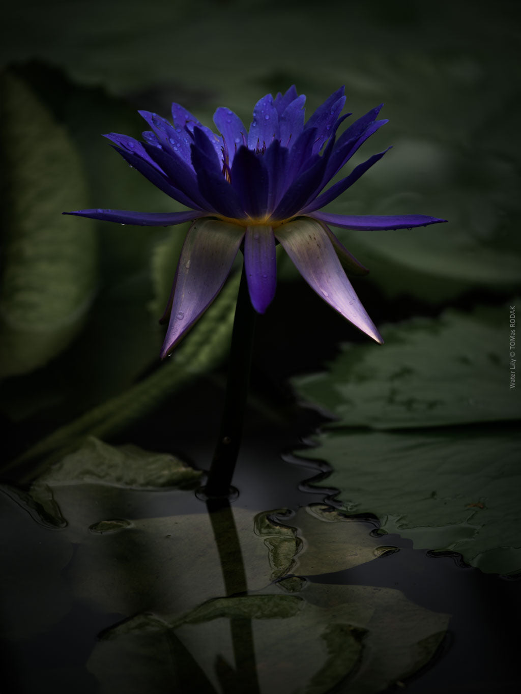 Artistic photo of water lilies and moonlight reflections by Swiss artist and Hasselblad photographer TOMas Rodak — fine art wall print for sale at TOMs FLOWer CLUB.
