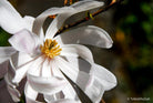 White magnolia by TOMas Rodak, real photo behind acrylic glass in limited edition runs of 139 for sale at TOMs FLOWer CLUB, gallery quality, signed, numbered and certified.