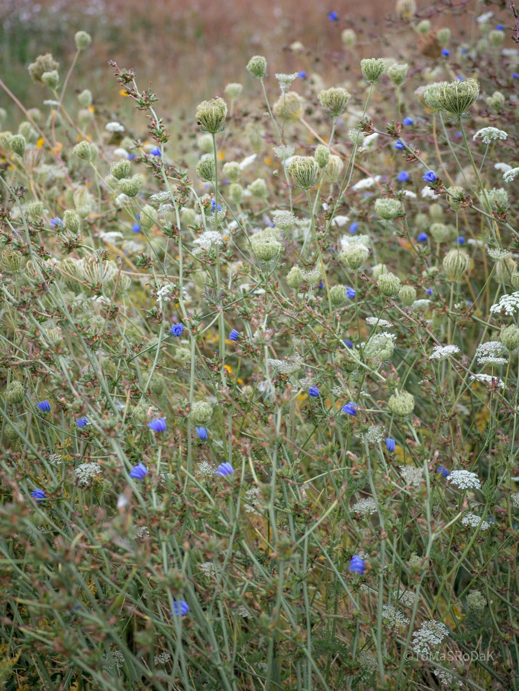 Wildflowers, Wildblumen, Wiesenblumen, Fieldflowers, organic flowers, TOMs FLOWer CLUB, Tomas Rodak, florales Foto, floral photography, Landhaus, country side
