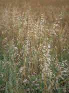 Wildflowers, Wildblumen, Wiesenblumen, Fieldflowers, organic flowers, TOMs FLOWer CLUB, Tomas Rodak, florales Foto, floral photography, Landhaus, country side
