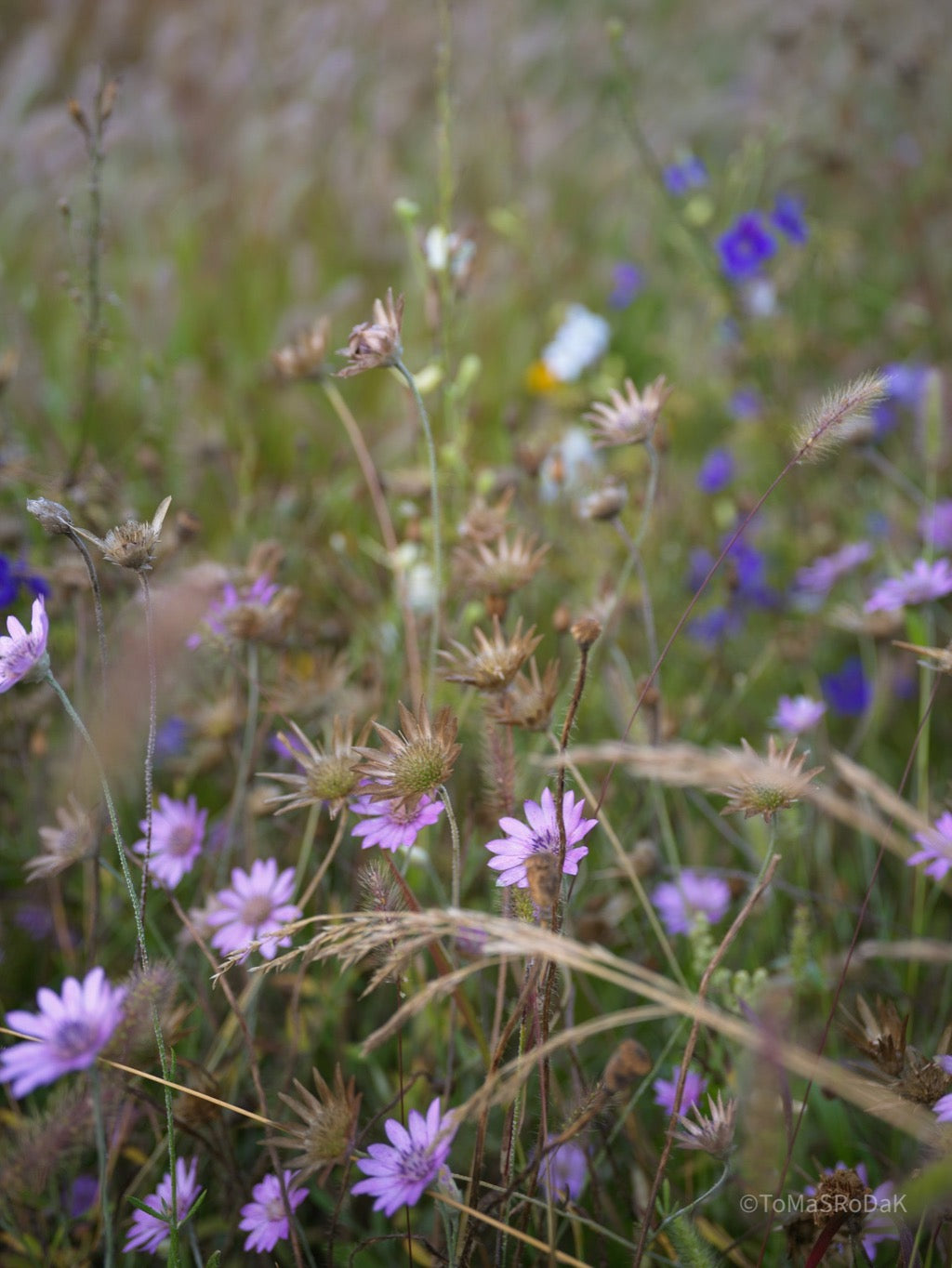 Wildflowers, Wildblumen, Wiesenblumen, Fieldflowers, organic flowers, TOMs FLOWer CLUB, Tomas Rodak, florales Foto, floral photography, Landhaus, country side