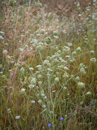 Wildflowers, Wildblumen, Wiesenblumen, Fieldflowers, organic flowers, TOMs FLOWer CLUB, Tomas Rodak, florales Foto, floral photography, Landhaus, country side