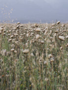 Wildflowers, Wildblumen, Wiesenblumen, Fieldflowers, organic flowers, TOMs FLOWer CLUB, Tomas Rodak, florales Foto, floral photography, Landhaus, country side