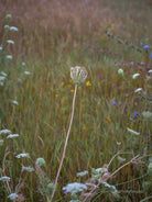 Wildflowers, Wildblumen, Wiesenblumen, Fieldflowers, organic flowers, TOMs FLOWer CLUB, Tomas Rodak, florales Foto, floral photography, Landhaus, country side