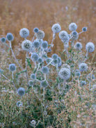Wildflowers, Wildblumen, Wiesenblumen, Fieldflowers, organic flowers, TOMs FLOWer CLUB, Tomas Rodak, florales Foto, floral photography, Landhaus, country side