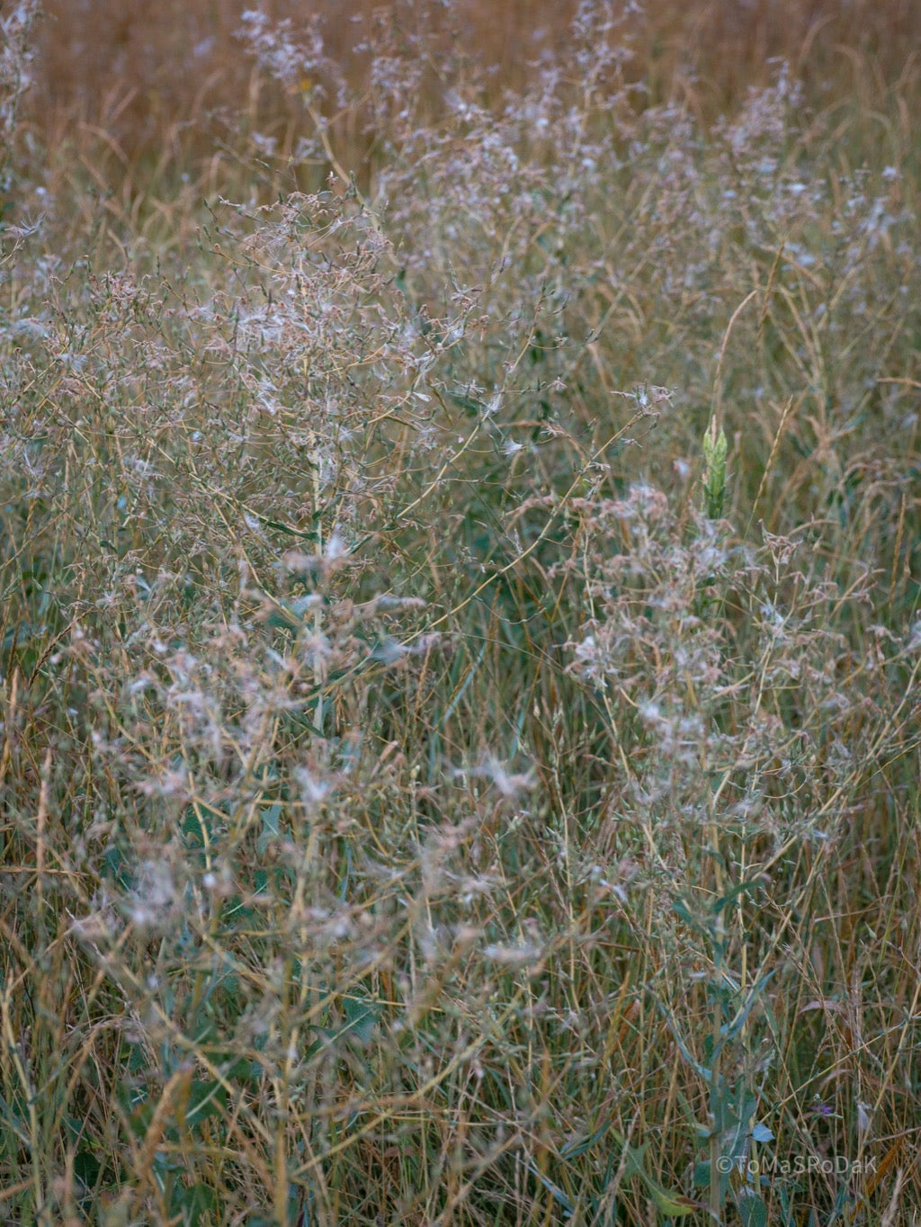 Wildflowers, Wildblumen, Wiesenblumen, Fieldflowers, organic flowers, TOMs FLOWer CLUB, Tomas Rodak, florales Foto, floral photography, Landhaus, country side