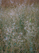 Wildflowers, Wildblumen, Wiesenblumen, Fieldflowers, organic flowers, TOMs FLOWer CLUB, Tomas Rodak, florales Foto, floral photography, Landhaus, country side