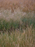 Wildflowers, Wildblumen, Wiesenblumen, Fieldflowers, organic flowers, TOMs FLOWer CLUB, Tomas Rodak, florales Foto, floral photography, Landhaus, country side