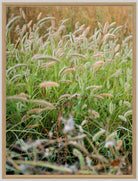 Wildflowers, Wildblumen, Wiesenblumen, Fieldflowers, organic flowers, TOMs FLOWer CLUB, Tomas Rodak, florales Foto, floral photography, Landhaus, country side