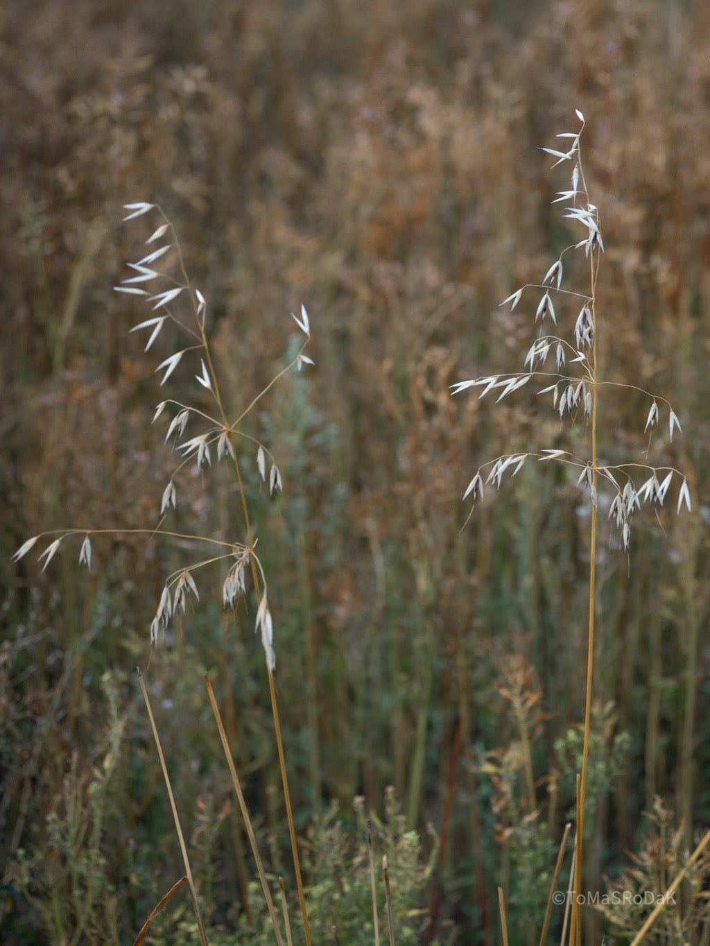 Wildflowers, Wildblumen, Wiesenblumen, Fieldflowers, organic flowers, TOMs FLOWer CLUB, Tomas Rodak, florales Foto, floral photography, Landhaus, country side