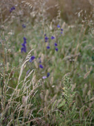 Wildflowers, Wildblumen, Wiesenblumen, Fieldflowers, organic flowers, TOMs FLOWer CLUB, Tomas Rodak, florales Foto, floral photography, Landhaus, country side
