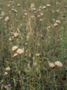 Wildflowers, Wildblumen, Wiesenblumen, Fieldflowers, organic flowers, TOMs FLOWer CLUB, Tomas Rodak, florales Foto, floral photography, Landhaus, country side