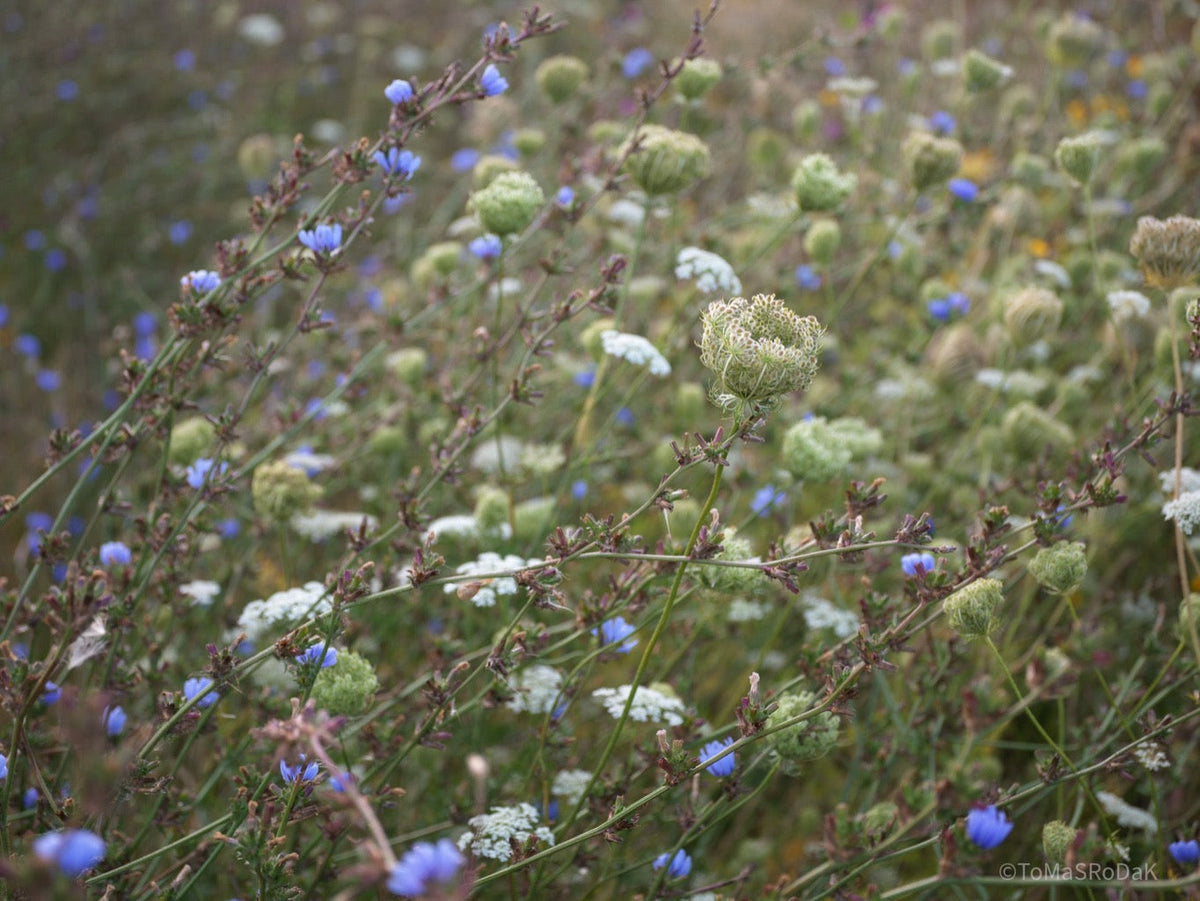 Wildflowers, Wildblumen, Wiesenblumen, Fieldflowers, organic flowers, TOMs FLOWer CLUB, Tomas Rodak, florales Foto, floral photography, Landhaus, country side