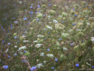 Wildflowers, Wildblumen, Wiesenblumen, Fieldflowers, organic flowers, TOMs FLOWer CLUB, Tomas Rodak, florales Foto, floral photography, Landhaus, country side