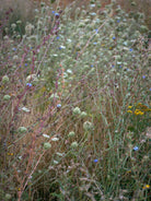 Wildflowers, Wildblumen, Wiesenblumen, Fieldflowers, organic flowers, TOMs FLOWer CLUB, Tomas Rodak, florales Foto, floral photography, Landhaus, country side