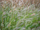 Wildflowers, Wildblumen, Wiesenblumen, Fieldflowers, organic flowers, TOMs FLOWer CLUB, Tomas Rodak, florales Foto, floral photography, Landhaus, country side