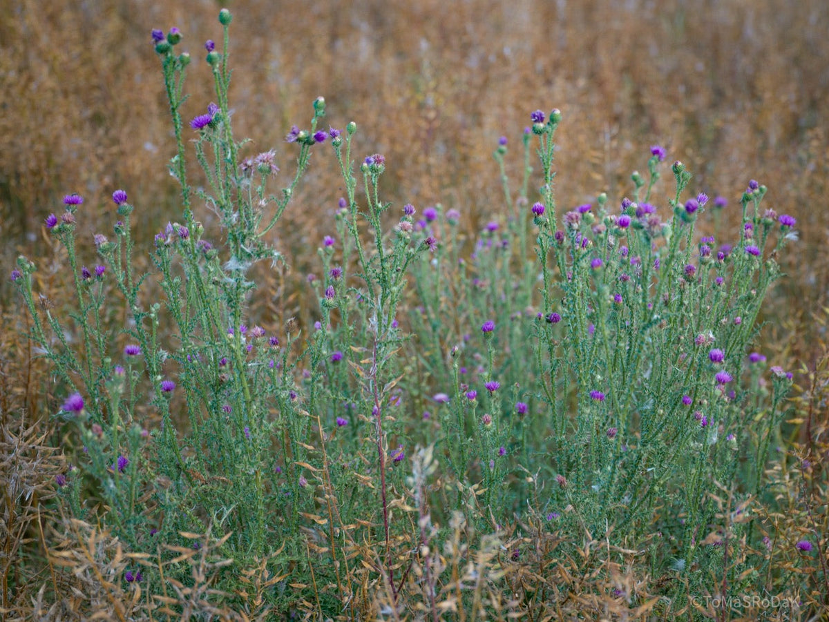Wildflowers, Wildblumen, Wiesenblumen, Fieldflowers, organic flowers, TOMs FLOWer CLUB, Tomas Rodak, florales Foto, floral photography, Landhaus, country side