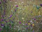 Wildflowers, Wildblumen, Wiesenblumen, Fieldflowers, organic flowers, TOMs FLOWer CLUB, Tomas Rodak, florales Foto, floral photography, Landhaus, country side