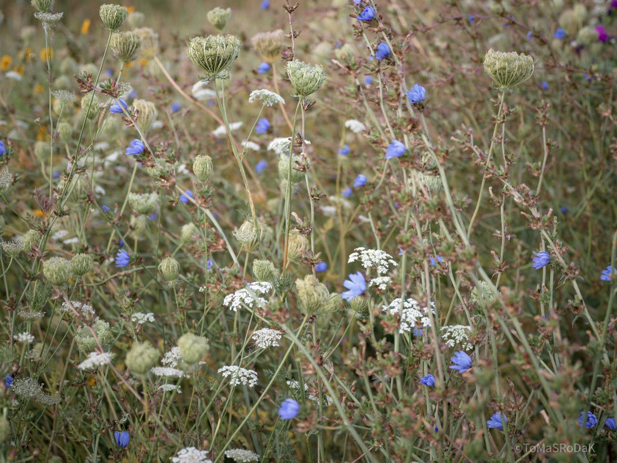 Wildflowers, Wildblumen, Wiesenblumen, Fieldflowers, organic flowers, TOMs FLOWer CLUB, Tomas Rodak, florales Foto, floral photography, Landhaus, country side