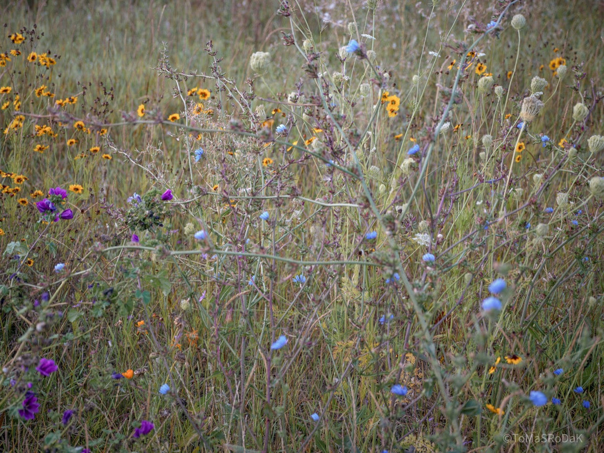 Wildflowers, Wildblumen, Wiesenblumen, Fieldflowers, organic flowers, TOMs FLOWer CLUB, Tomas Rodak, florales Foto, floral photography, Landhaus, country side