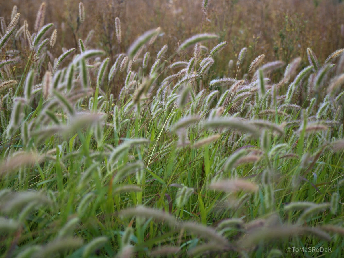 Wildflowers, Wildblumen, Wiesenblumen, Fieldflowers, organic flowers, TOMs FLOWer CLUB, Tomas Rodak, florales Foto, floral photography, Landhaus, country side