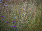 Wildflowers, Wildblumen, Wiesenblumen, Fieldflowers, organic flowers, TOMs FLOWer CLUB, Tomas Rodak, florales Foto, floral photography, Landhaus, country side
