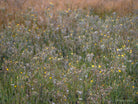 Wildflowers, Wildblumen, Wiesenblumen, Fieldflowers, organic flowers, TOMs FLOWer CLUB, Tomas Rodak, florales Foto, floral photography, Landhaus, country side