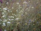 Wildflowers, Wildblumen, Wiesenblumen, Fieldflowers, organic flowers, TOMs FLOWer CLUB, Tomas Rodak, florales Foto, floral photography, Landhaus, country side