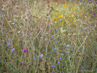 Wildflowers, Wildblumen, Wiesenblumen, Fieldflowers, organic flowers, TOMs FLOWer CLUB, Tomas Rodak, florales Foto, floral photography, Landhaus, country side