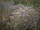 Wildflowers, Wildblumen, Wiesenblumen, Fieldflowers, organic flowers, TOMs FLOWer CLUB, Tomas Rodak, florales Foto, floral photography, Landhaus, country side