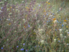 Wildflowers, Wildblumen, Wiesenblumen, Fieldflowers, organic flowers, TOMs FLOWer CLUB, Tomas Rodak, florales Foto, floral photography, Landhaus, country side