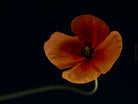 Close-up photograph of a vibrant orange poppies flower with delicate petals, captured by TOMas Rodak using a Hasselblad camera, showcasing a striking floral motif.