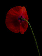 Close-up photograph of a vibrant red poppy flower with delicate petals, captured by TOMas Rodak using a Hasselblad camera, showcasing a striking floral motif.