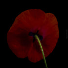 Close-up photograph of a vibrant red poppy flower with delicate petals, captured by TOMas Rodak using a Hasselblad camera, showcasing a striking floral motif.