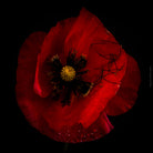 Close-up photograph of a vibrant red poppy flower with delicate petals, captured by TOMas Rodak using a Hasselblad camera, showcasing a striking floral motif.